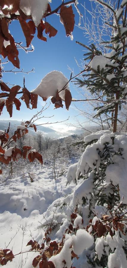 Ferienwohnungen Eismecke เบสต์วิก ภายนอก รูปภาพ